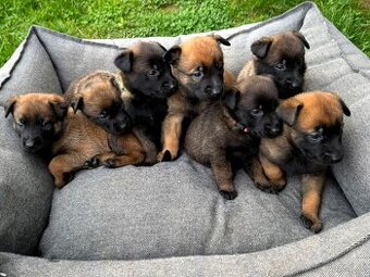 Belgický ovčák Malinois s PP po Edward Ad-Gür