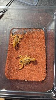 Štíři - aktuální nabídka říjen/listopad - 1