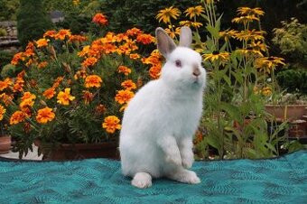 Zakrslý králíček samička mazlík