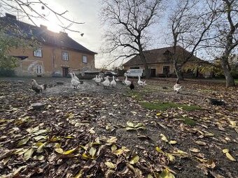 Svatomartinské husy