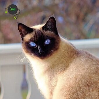 Daruji colorpoint kočičky