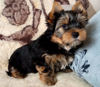 Jorkšírský teriér - pejsek