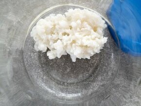 Tibetská houba, kefírová zrna. VR a TU. Balíkovna 83Kč.