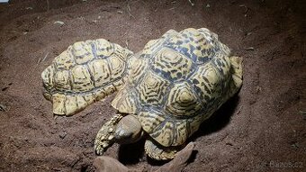 Suchozemské pardálí želvy