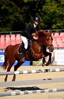 Pony klisna kategorie B