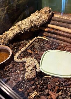 Heterodon nosatý - včetně vybavené ubikace