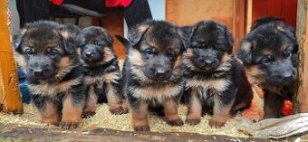 Štěňata Německý ovčák