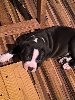 Americký stafordšírský teriér - 1