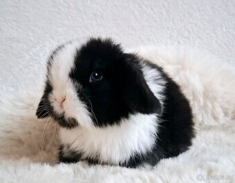 🩵Luxusní mazlíčci minilop 🩷