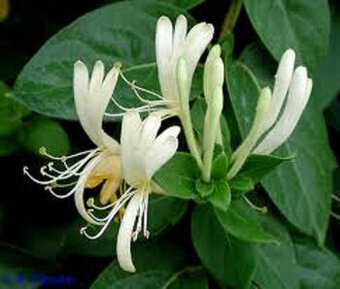 lonicera bílá japonská, pnoucí dřevina, sazenice