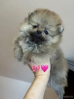 Pomeranian mini