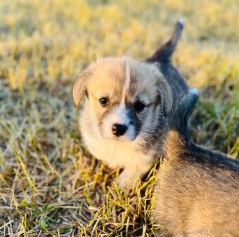 Welsh corgi pembroke s PP (FCI)