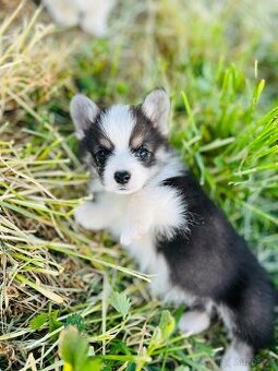 Welsh corgi pembroke s PP (FCI) - 1