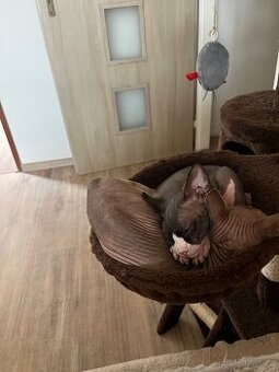 Kanadský sphynx