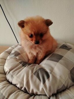 Pomeranian