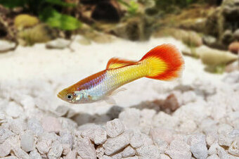 Paví očko sunset - Poecilia reticulata Micariff