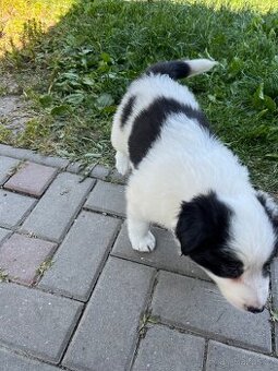 Border Kolie