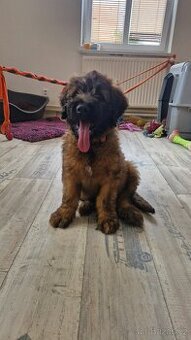 Briard s PP