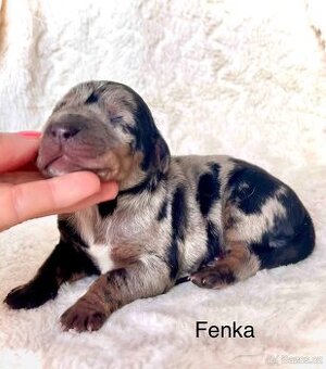 Louisiánsky leopardí pes - štenistka s PP