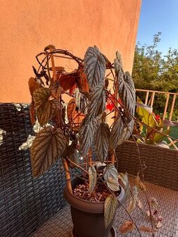 Pokojová rostlina cissus discolor