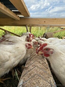 Výpomoc na farmě