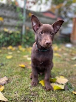 Australská kelpie štěňátka s pp