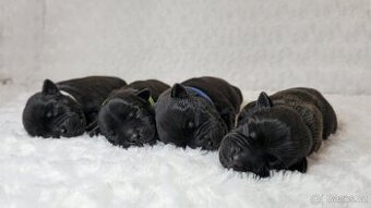 Stafordšírský bulteriér s PP