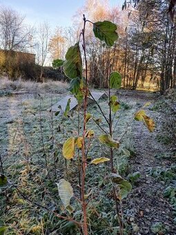 Olše lepkavá sazenice odrostky 120-150cm