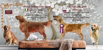 Zlatý Retrívr/ Golden s PP