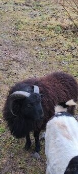 Quessantská ovce beránek