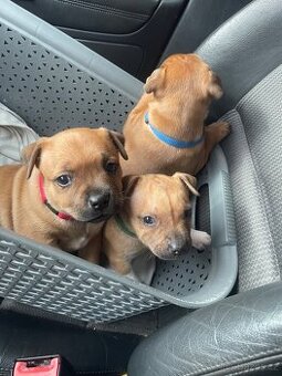 Stafordsirsky bulteriér s pp