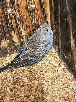 Andulky - na ochočení.