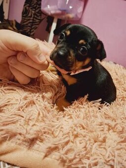 Stěně Buldoček X Jezevčík