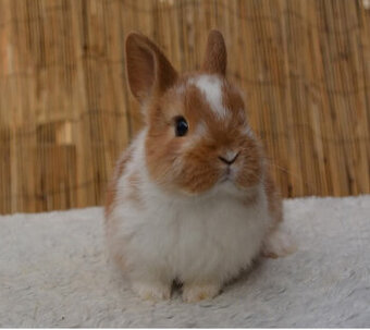 Zakrslí králíčci, odběr těsně před Vánocemi