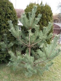 vánoční stromeček borovička