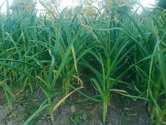 Český česnek BJETIN