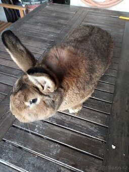 Prodám samce vídeňský šedý