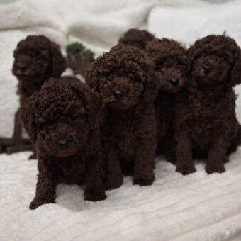 pudl pudel toy chocolate