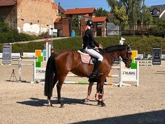 Charakterní sportovní klisna pony B