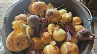 Cibule, Červená řepa na uskladnění