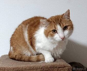 Kocourek Bruno hledá nový domov