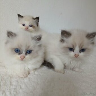 Ragdoll koťátka s PP