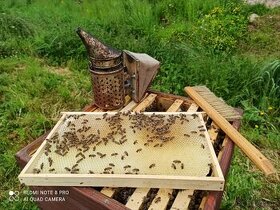 Prodej včelích matek 2024