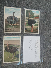 Historické pohlednice z USA - pštrosí farma - 1