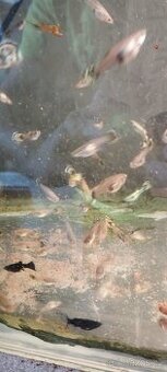 16kč Paví očka+ Plata Skvrňitá+Mečovka zelená, Český Tešin