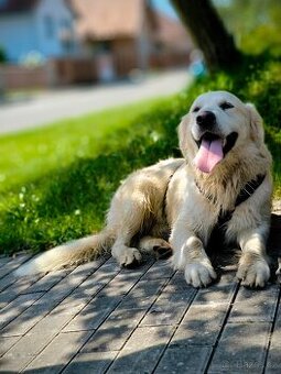 Krytí- Zlatý 3letý retriever krémové bílé barvy