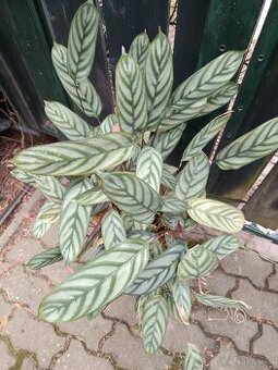 VELKA ROSTLINA MARANTA - 1