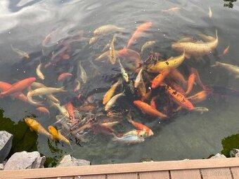 Koi - 1