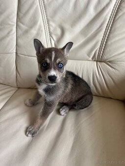Štěňátko husky