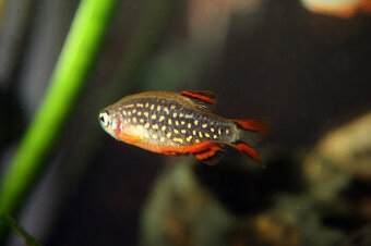 Dánio perlové - Danio margaritatus